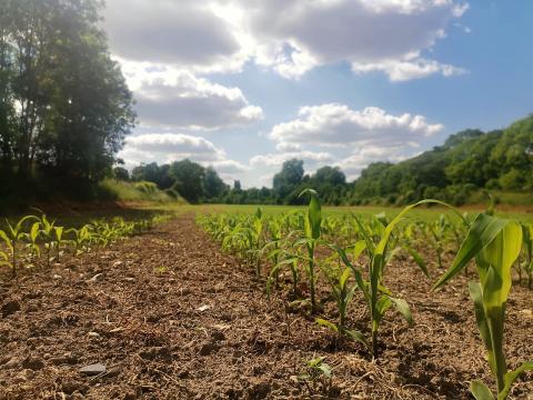 Photographie d'un champ avec de jeunes pousses